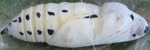 Pupae